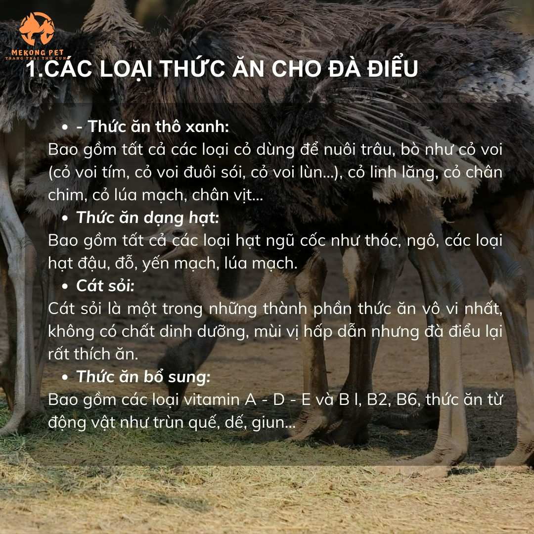 Các loại thức ăn phổ biến dành cho đà điểu mà ai cũng có thể nuôi được, việc nuôi rất đơn giản và tiết kiệm chi phí